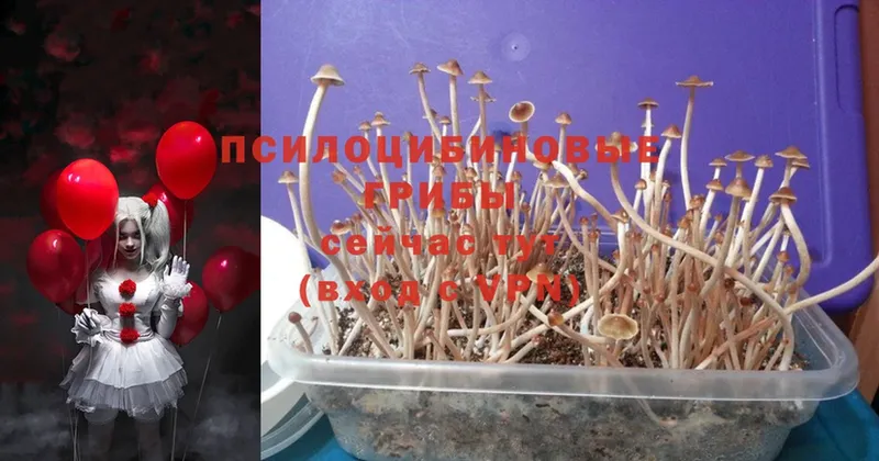 Галлюциногенные грибы MAGIC MUSHROOMS  Амурск 